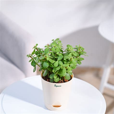 Buy Premium Jade Mini Plant |High Quality & Safe Home Delivery