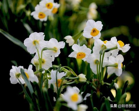 水仙花开花后怎么保存|水仙花|水仙|种球_新浪新闻