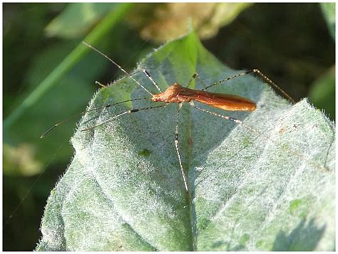 Dvoukřídlí (Diptera) - Bobův fotoblog