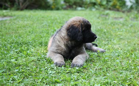 Image puppies Dogs Leonberger Paws Grass animal 3840x2400