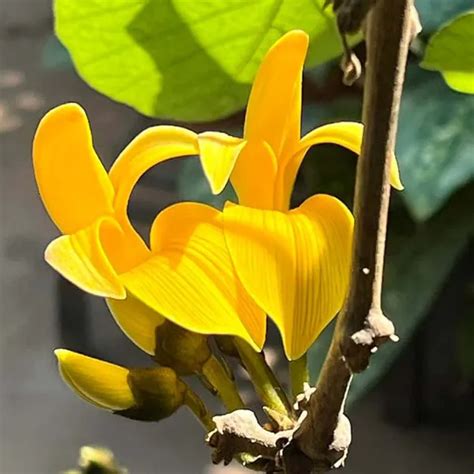 TAPOBON Yellow Colour Palash Butea Monosperma Flower Live Plants & Tree ...