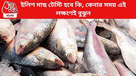 ilish mach - Hilsa Fish Buying Tips: ইলিশ মাছ টেস্টি হবে কি, কেনার সময় ...