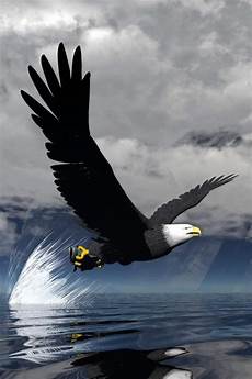 iphone black eagle wallpaper hd eagle wallpapers images photos pictures backgrounds iphone black eagle wallpaper hd eagle wallpapers images photos pictures backgrounds