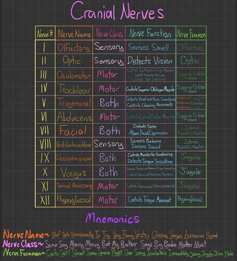 Cranial Nerves Mnemonics Dirty How To Remember Cranial Nervessexiezpix ...