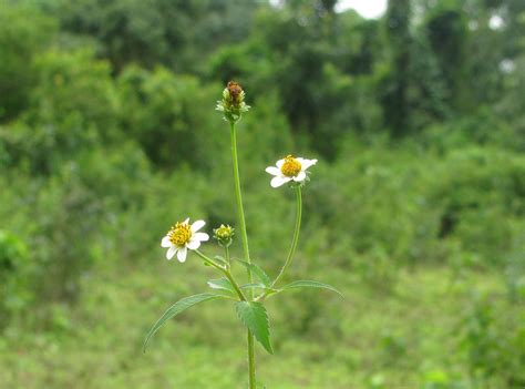 ATLAS of Medicinal Plants In Gandhamardan