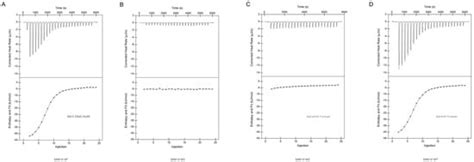 Bifidobacterium bifidum SAM-VI Riboswitch Conformation Change Requires ...