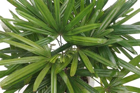Buy Broadleaf Lady Palm Online, Order for Broadleaf Lady Palm Plants in ...
