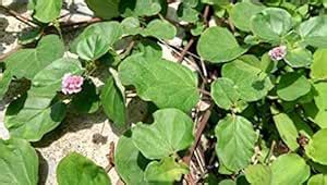 Punarnava/Boerhavia diffusa Herb Dry Root/Jad 1 : Amazon.in: Health ...