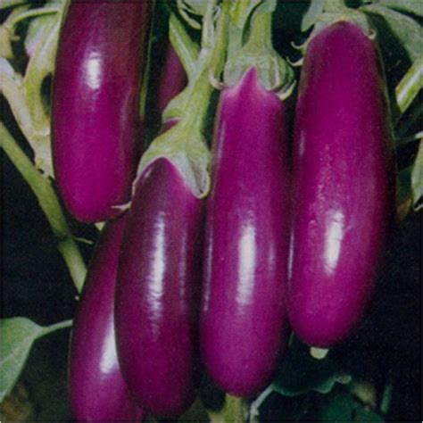 Splendour Seeds Brinjal Purple long Seeds : Amazon.in: Garden & Outdoors