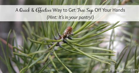 Image result for How to Get Sap Off Tree Trunk of Mastic Tree