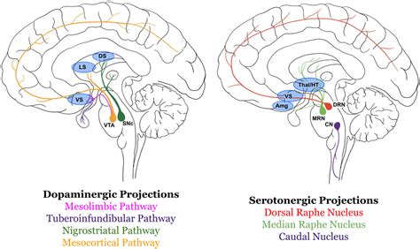 Review: Dopamine, Serotonin, and the Translational Neuroscience of ...