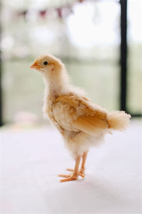 5 Things to Know about 2 Week Old Chicks - The Ginger Home