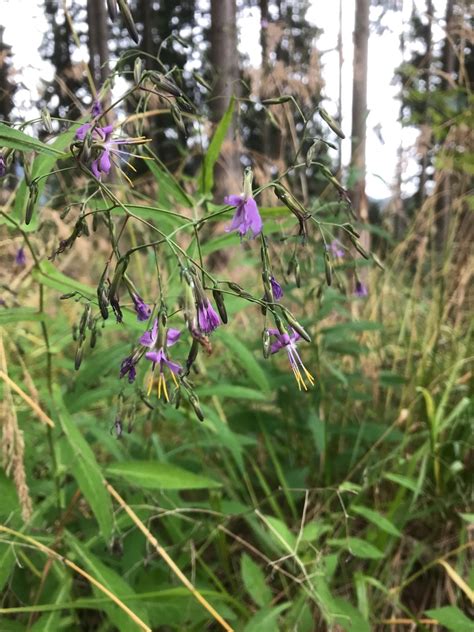 Purple lettuce (Prenanthes purpurea) Flower, Leaf, Care, Uses - PictureThis