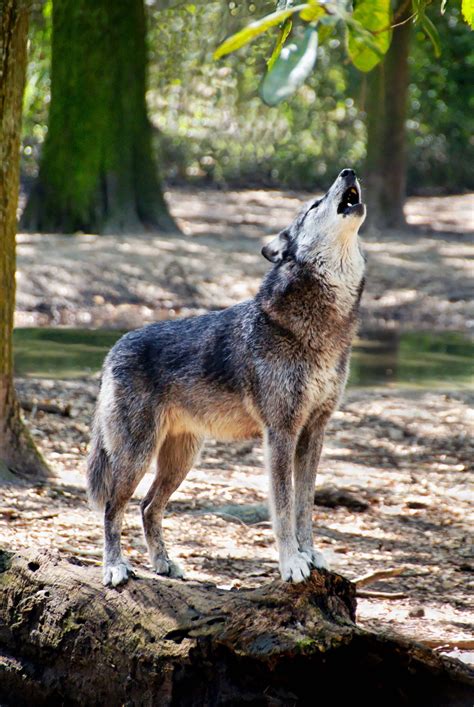 Gray wolf adaptations – Artofit
