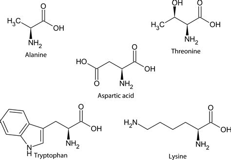 Amino Acid Structure