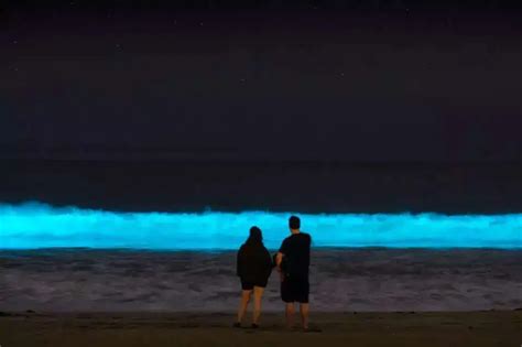 Have you visited a glowing beach? Here are the 5 best ones!