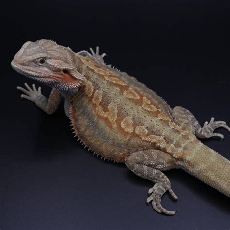 Bearded Dragon