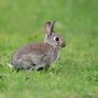 Image result for Baby Eastern Cottontail Rabbit