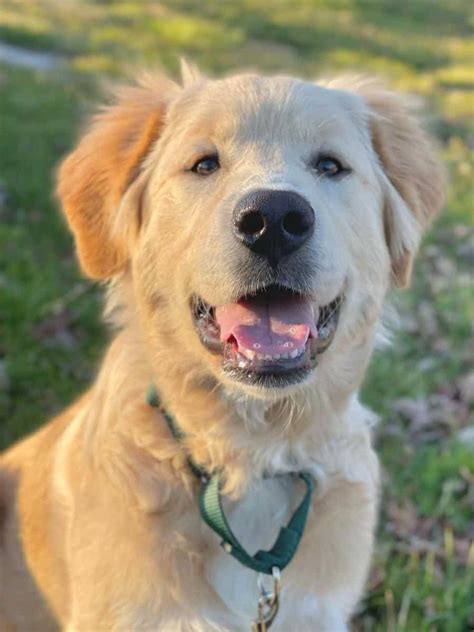 The Majestic Great Pyrenees: A Gentle Giant