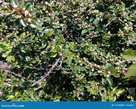 Spring Flowering Shrubs with Small Pink Flowers Close-up Stock Photo ...