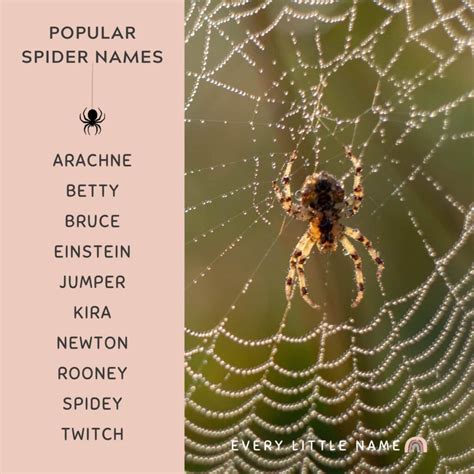 280+ Best Spider Names (Cool, Funny, and Cute) - Every Little Name