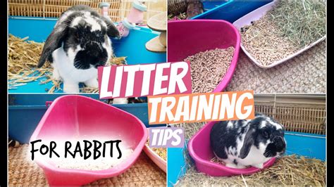 Bildergebnis für rabbit training tips