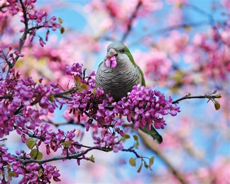 Spring Birds Desktop 的图像结果