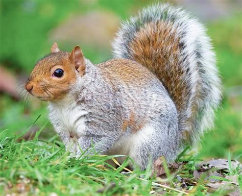 Eastern Gray Squirrel Lifespan: Average Years in the Wild
