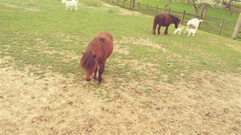 KARNS ANIMAL CLINIC - Knoxville TN - Hours, Directions, Reviews ...