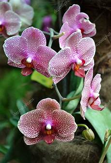immagini fiori orchidee fiori di orchidee bellissime foto stock 169 weter777 61966205 immagini fiori orchidee fiori di orchidee bellissime foto stock 169 weter777 61966205