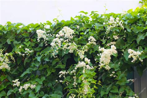 Premium Photo | Confederate vine coral vine white flower
