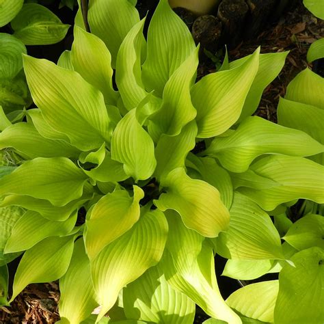 Hosta Sun Power - Un feuillage décoratif doré, très lumineux