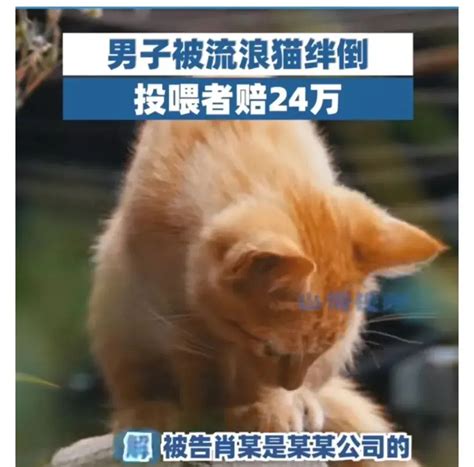 后续来了！“男子被流浪猫绊倒投喂者赔24万”，将会再审！ - 知乎