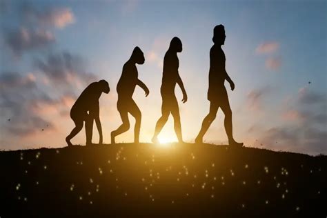 Human body not perfect design but patchwork of evolutionary compromises