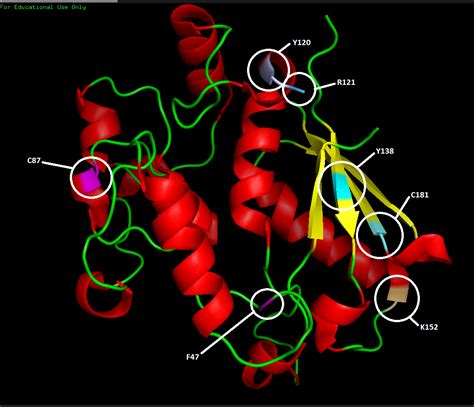Image result for CWC DNA