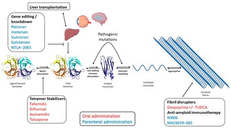 Oral Therapy for the Treatment of Transthyretin-Related Amyloid Cardiomyopathy