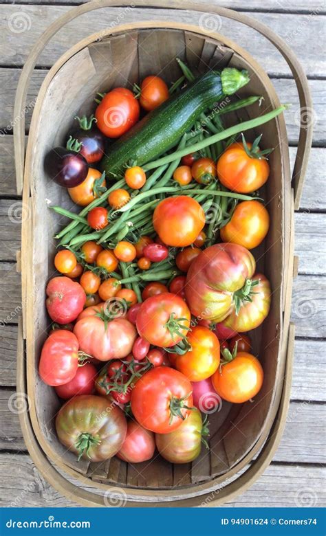 Garden Trug Harvest Basket with Homegrown Vegetables, Tomatoes, Stock ...
