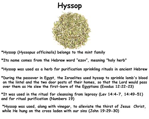 Cleanse Me With Hyssop and I Shall Be Clean Hyssop Natural Soap Bar 1 ...