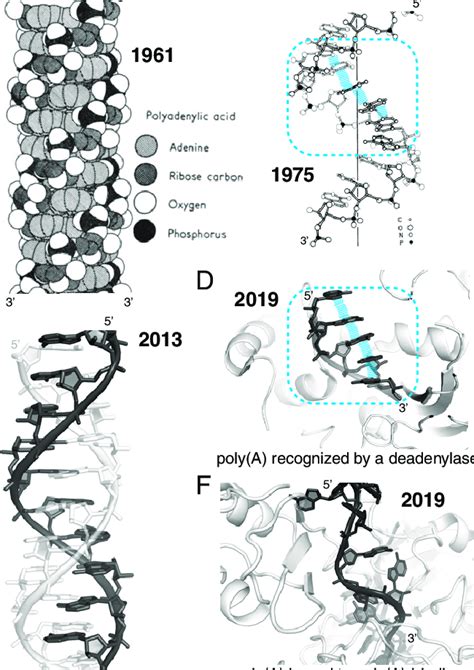 RNA Polya 的图像结果
