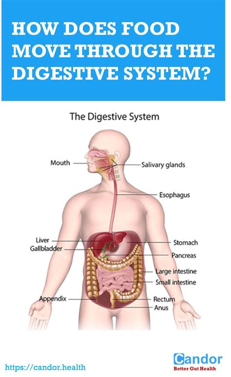 Image result for How Does Food Get Digested