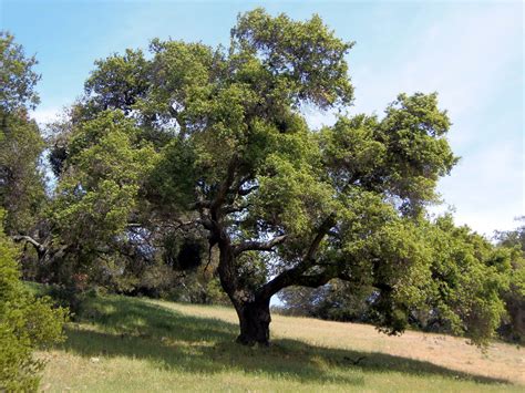 Coast Live Oak (Quercus Agrifolia) - Native Tree of California