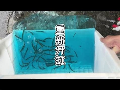 【新年餐桌】在湖南钓一碗扣子鱼|界面新闻 · 中国