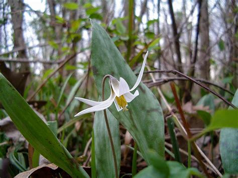 Erythronium albidum | white trout lily | Meristem