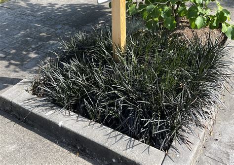 daylilynursery: 10 Black Mondo Decorative Grass Plants Bareroot