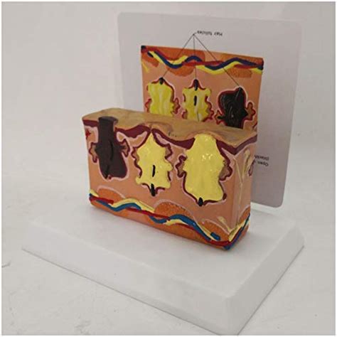 Fmoge Human Skin Anatomy Model Eductaional Model Human Skin Magnified ...