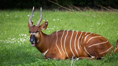 Meet the bongo African antelope: A giant, vibrant, and elusive forest ...