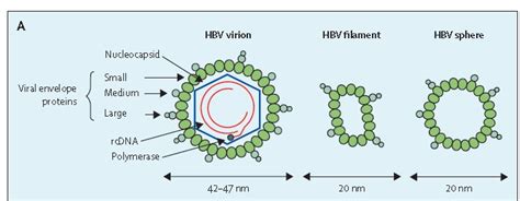 Hepatitis B Virus (HBV), Diagnosis and Treatment