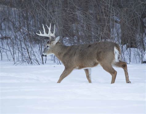 Whitetail Deer In Winter