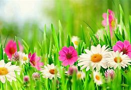 Image result for Bright Spring Flowers