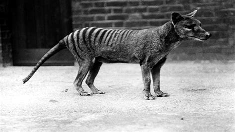 85 साल पहले विलुप्त हुए जीव को देखने का दावा, आधा कुत्ता-आधा बाघ ...